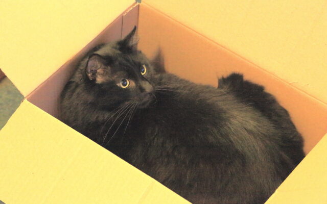Osleys Iglesias noquea dos veces a Oliver Zaren y gana por nocaut técnico en el séptimo round